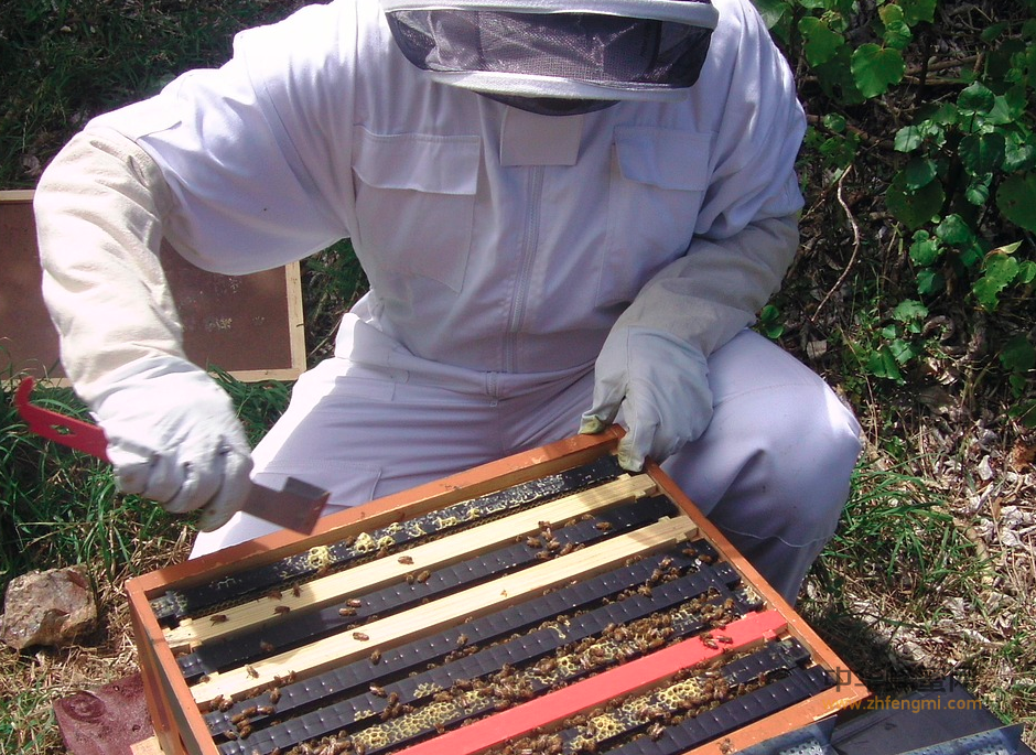 养蜂技术 蜜蜂养殖 活框 蜂蜜