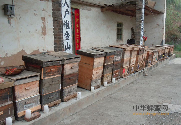 卢氏县 蜜蜂养殖 中蜂养殖 养蜂