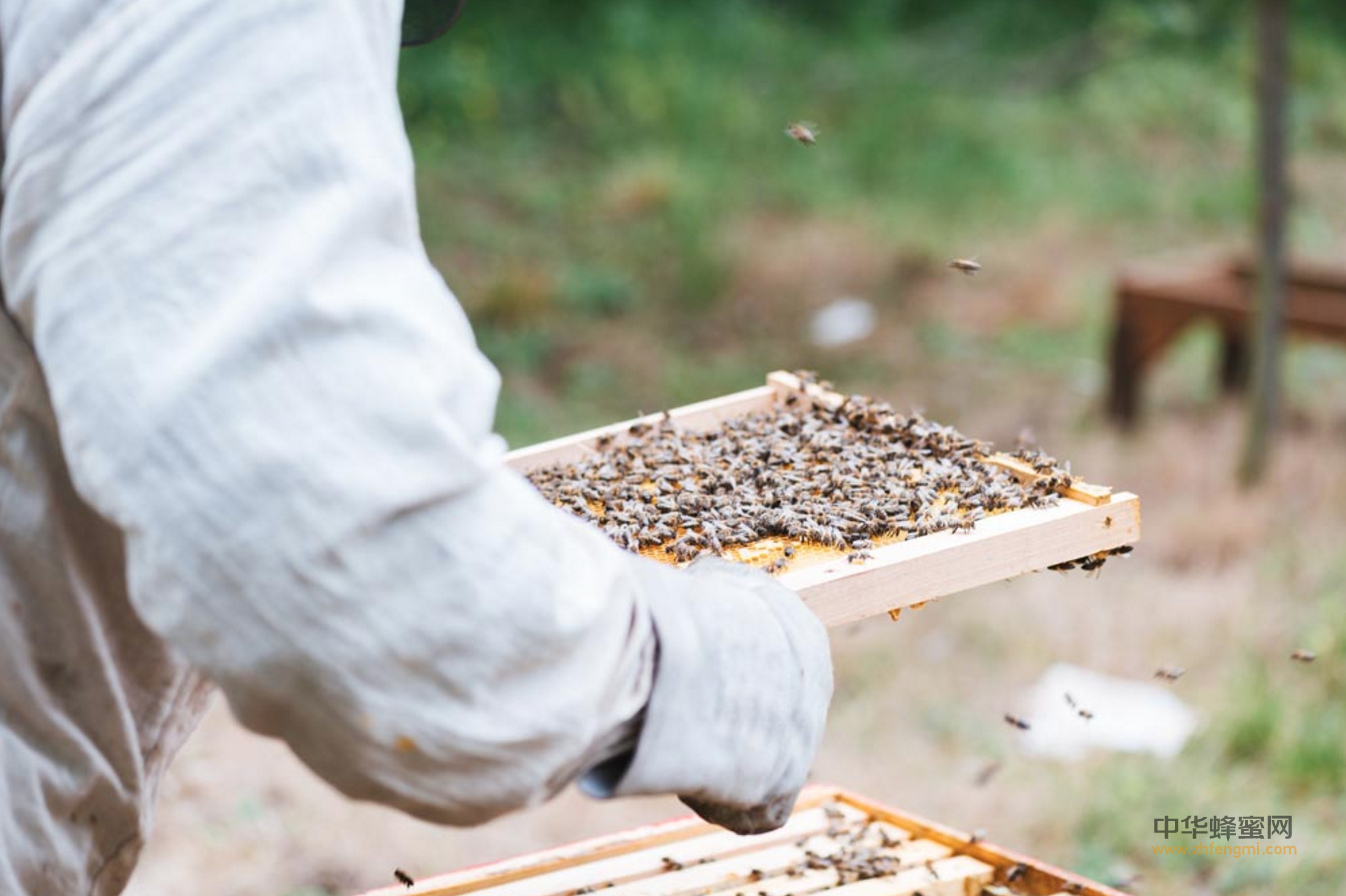 蜜蜂 蜂群 土蜂 养蜂