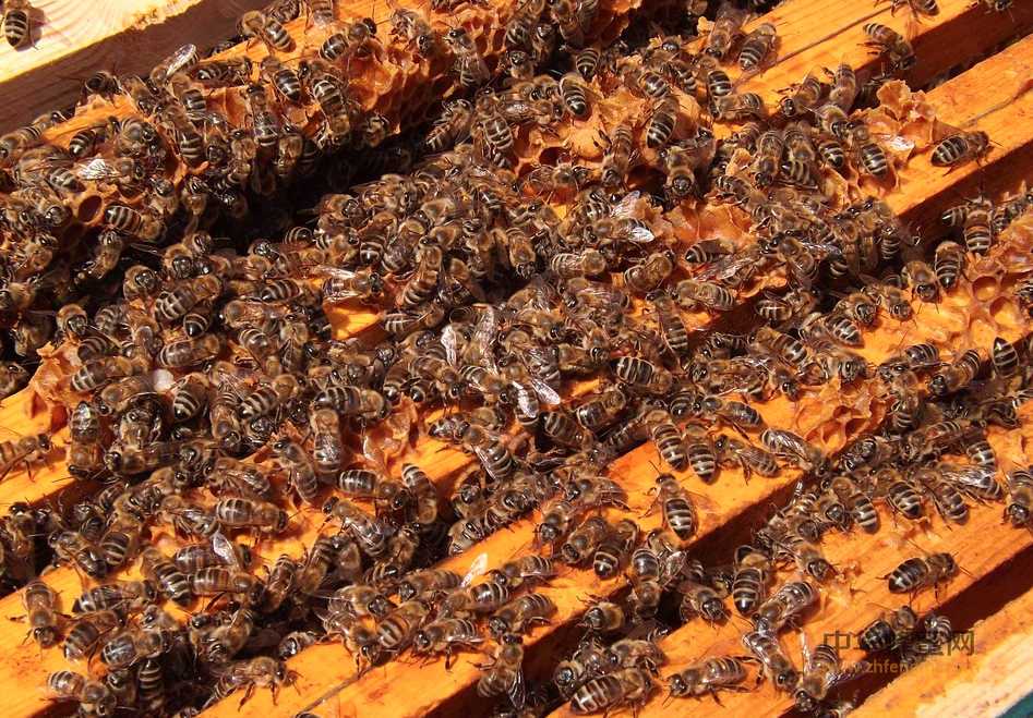 蜜蜂 越冬 养蜂 饲料