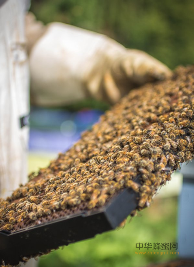 新型养蜂工具的研发将推动养蜂生产效率