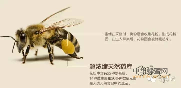 蜂蜜知识普及第八回：蜂花粉是怎么来的