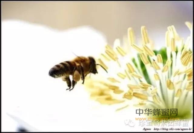 世界公认的天然美容圣品——蜂花粉！女性必备！
