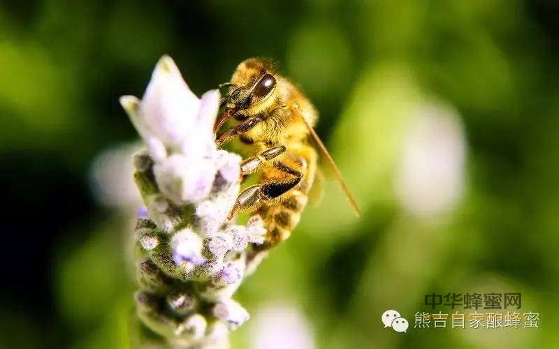 为什么蜜蜂在逐渐消失？