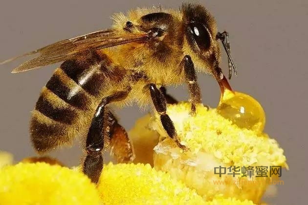 每酿1瓶好蜜=蜜蜂需要百万次飞行