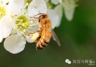 蜂产品治百病！爱信不信！其实蜜蜂才是最好的医生！