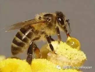 一瓶好蜂蜜=蜜蜂数百万次飞行！
