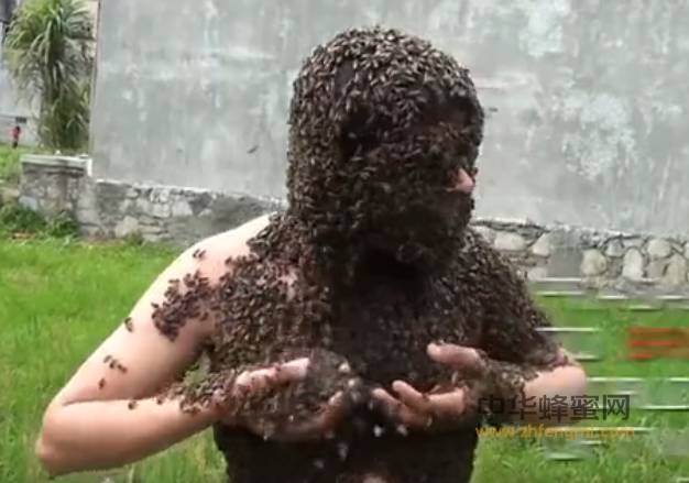 养蜂达人，3万只蜜蜂满身爬，场面太壮观，密集恐惧症慎入