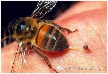 为什么蜜蜂蜇人就会死？