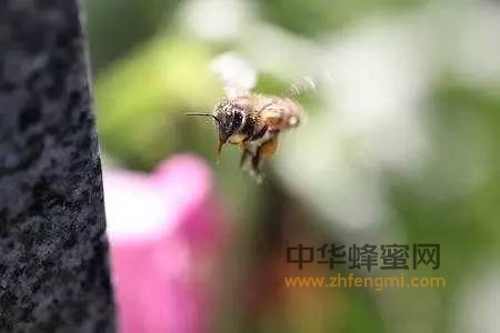 蜜蜂舞蹈语言介绍