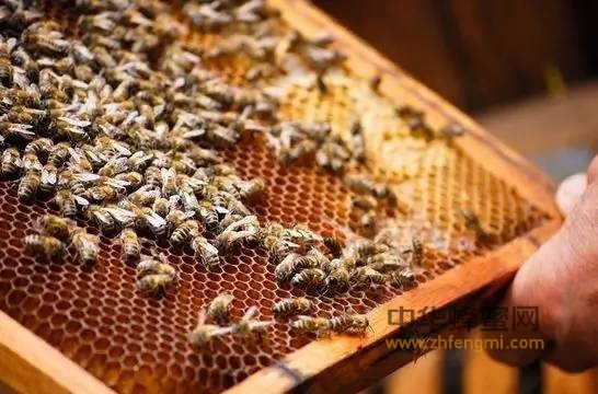 蜂螨的防冶方法