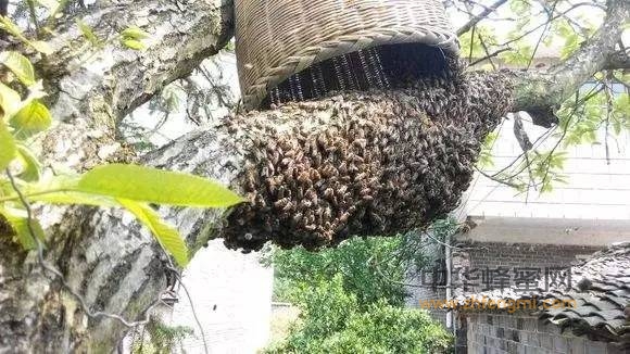 蜜蜂分群技术介绍