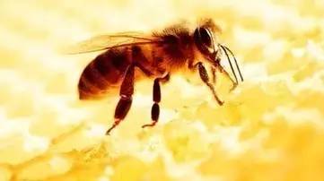 蜂蜜的“建筑材料”——蜂胶