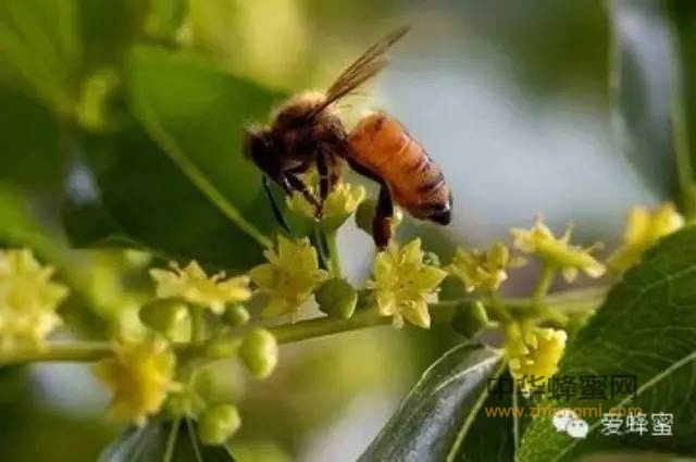 别再上当了！如何鉴别真假蜂蜜你知道吗？