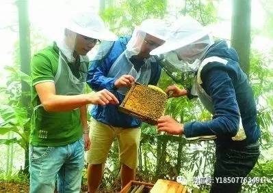 蜂蜜自动收集蜂箱 全自动蜂蜜生产 蜂蜜直接从蜂箱里流出来