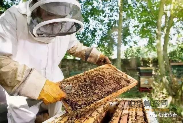 爱因斯坦：如果蜜蜂在地球上灭绝了，那么人类至多只能存活4年。