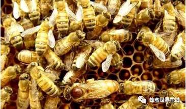意蜂春繁如何适时加脾扩巢？