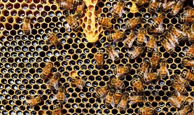 今天我们来谈谈蜂蜜里的“潜规则”！！