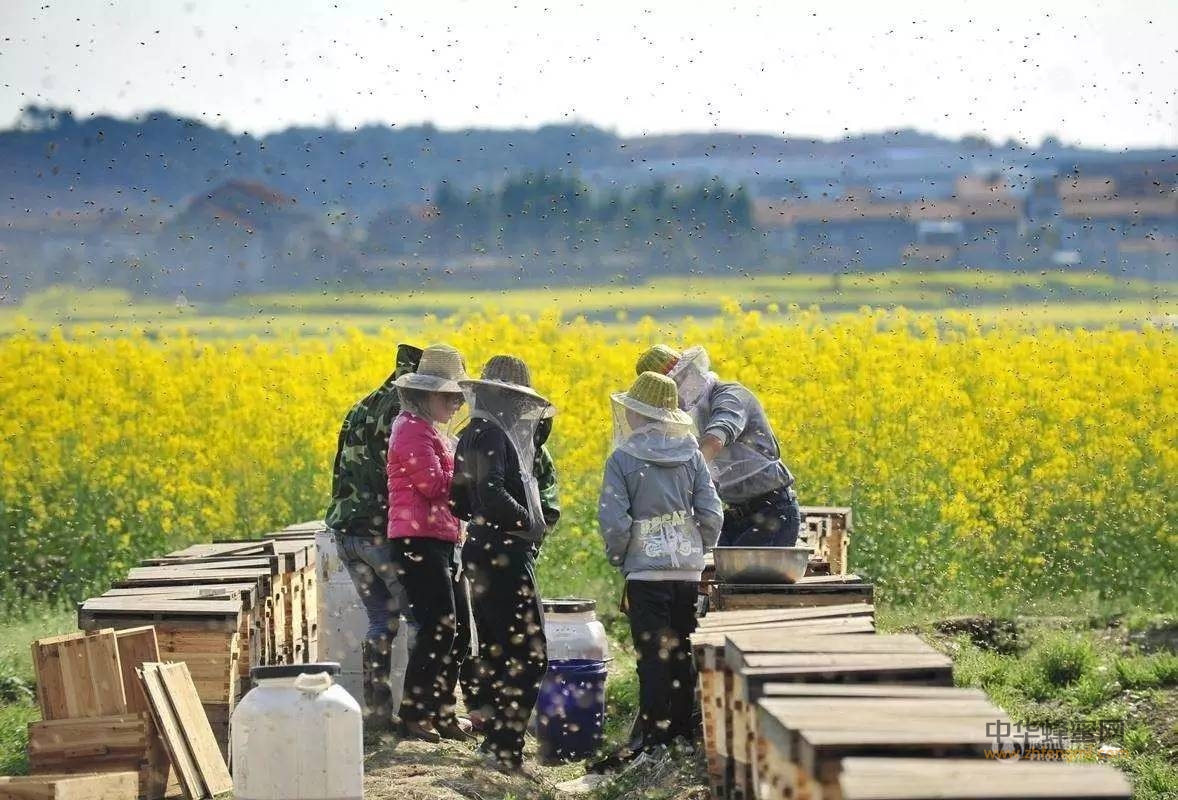 养蜂后继无人 蜂蜜大幅减少 你还在相信低价蜜