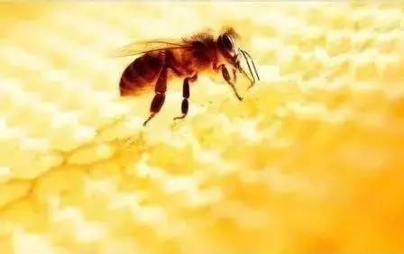 蜂胶——蜜蜂的守护防线！