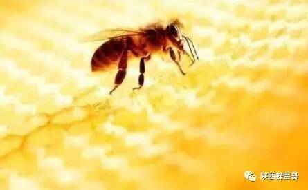蜂胶为什么降血糖？