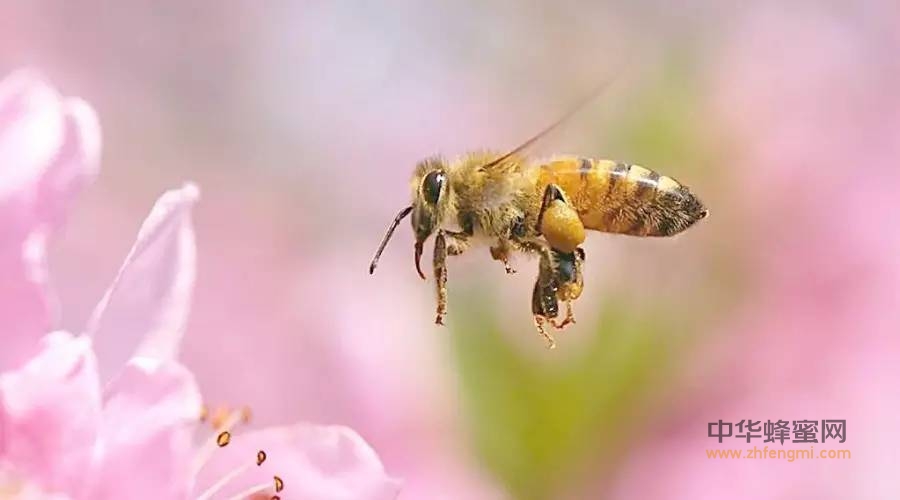 蜂蜜泡水有杂质能喝吗？