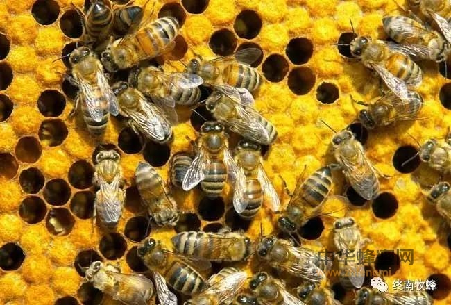 蜜蜂螫人后自己为什么会死呢？