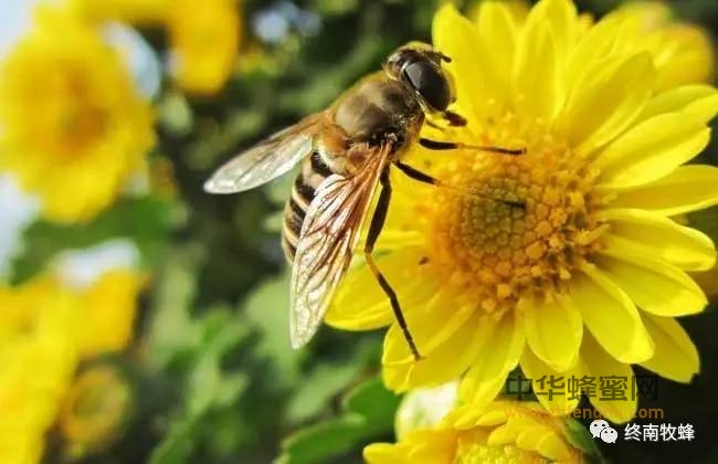 蜂蜜是蜜蜂怎样得来的，为什么这么甘甜？