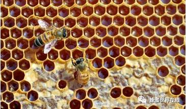 老蜂巢蜂蜜治疗鼻炎、咽炎有奇效！