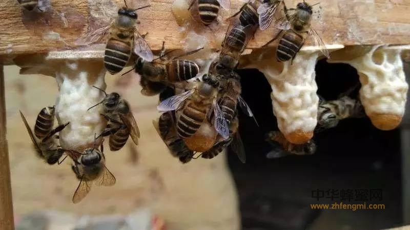 蜂王的生物学特性：交配和产卵