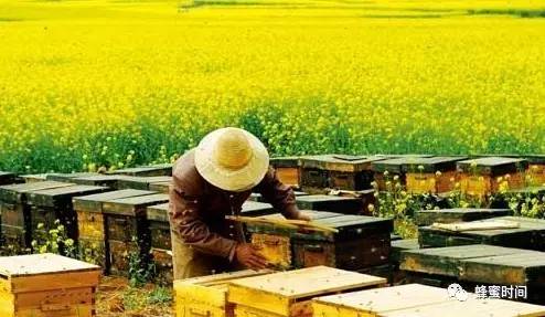 蜜蜂在酿蜜，养蜂人在酿造生活