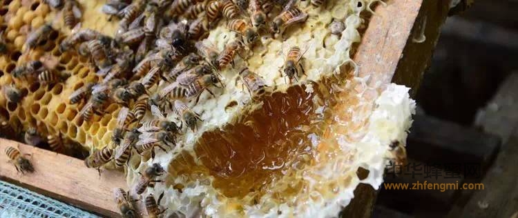 蜂蜜是土的好？