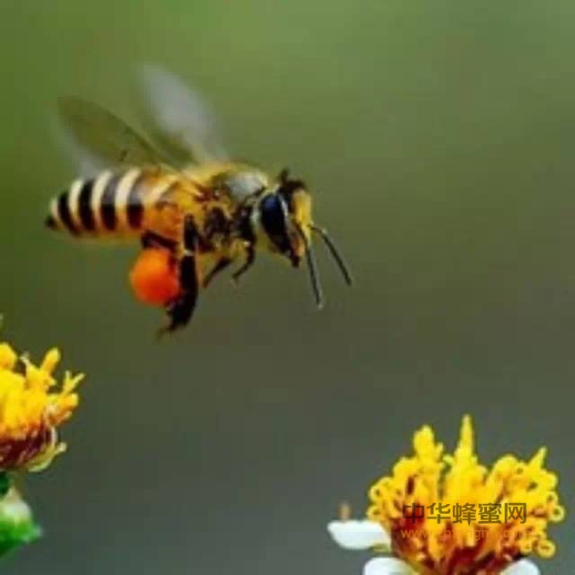 土蜂和意蜂的区别