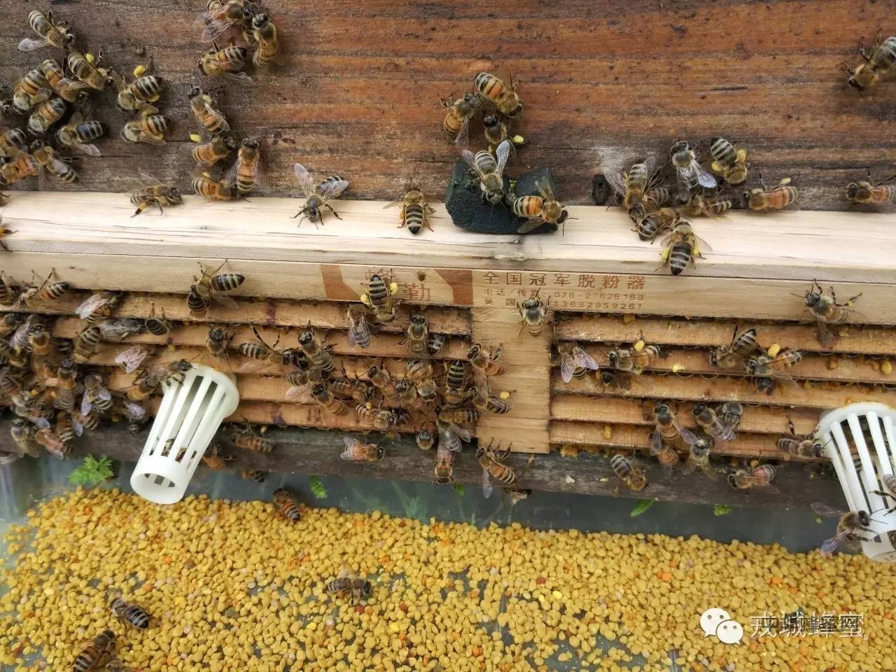 常吃蜂花粉的好处，你吃了吗？