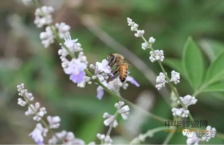 蜜芝蜂只做成熟蜂蜜-荆条花蜜