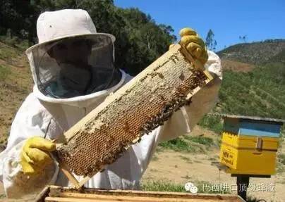 什么是蜂胶？