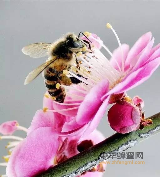 【蜂奥·头条】蜜蜂文化源自华夏
