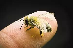 【蜂奥·头条】蜜蜂：人类原始艺术的精灵！