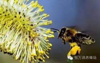 食用蜂花粉有10大益处，你吃了没？