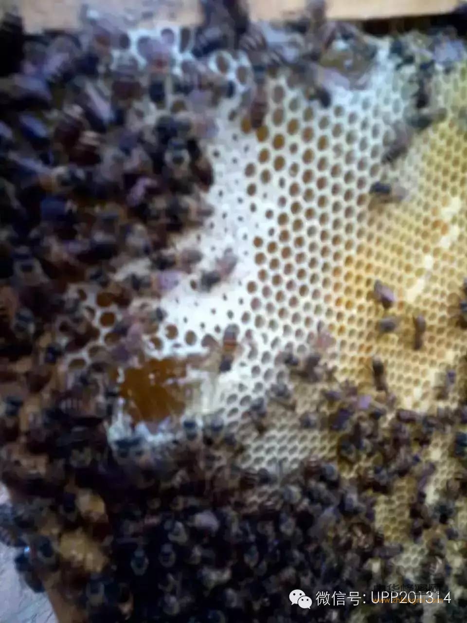 孕妈冬季喝蜂蜜 增强抵抗力