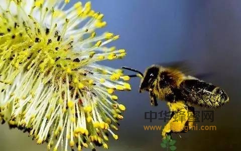 蜂花粉是怎么来的，太神奇了