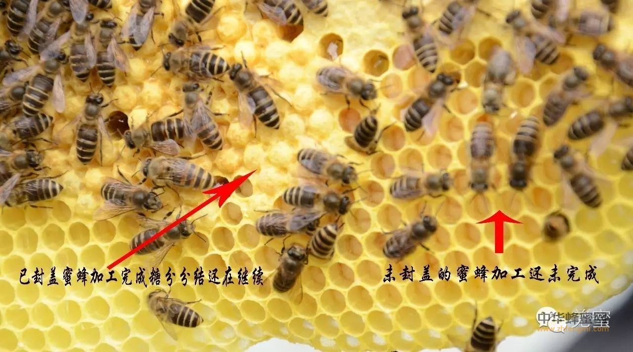 不成熟蜂蜜与成熟蜂蜜的区别