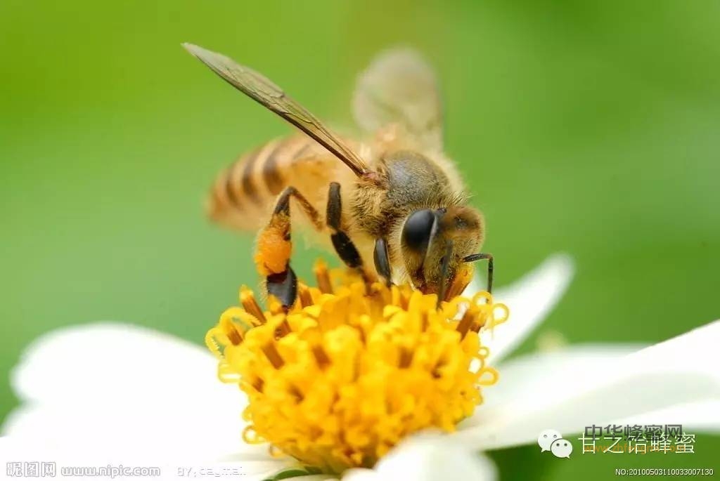 蜂蜜怎么吃才最有效？？