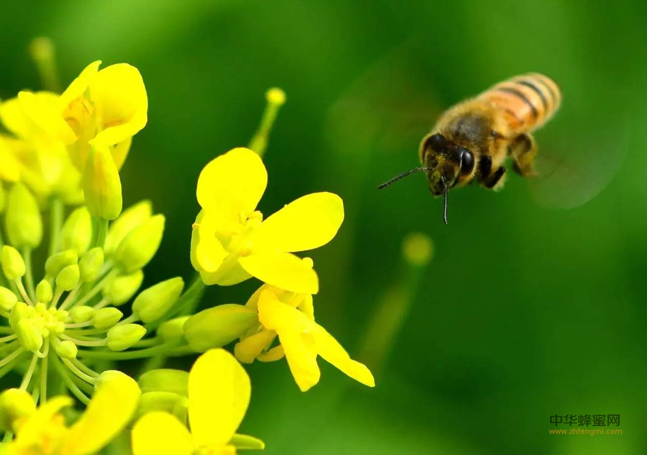 大自然的美物--　蜂蜜