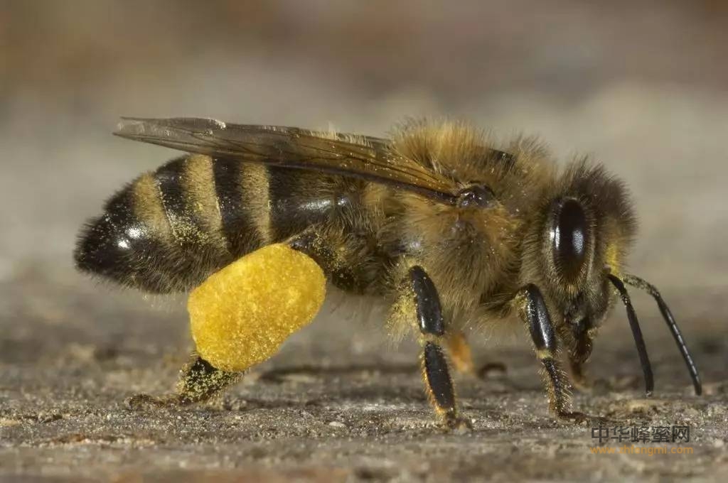 蜂花粉的保健功能和医疗作用