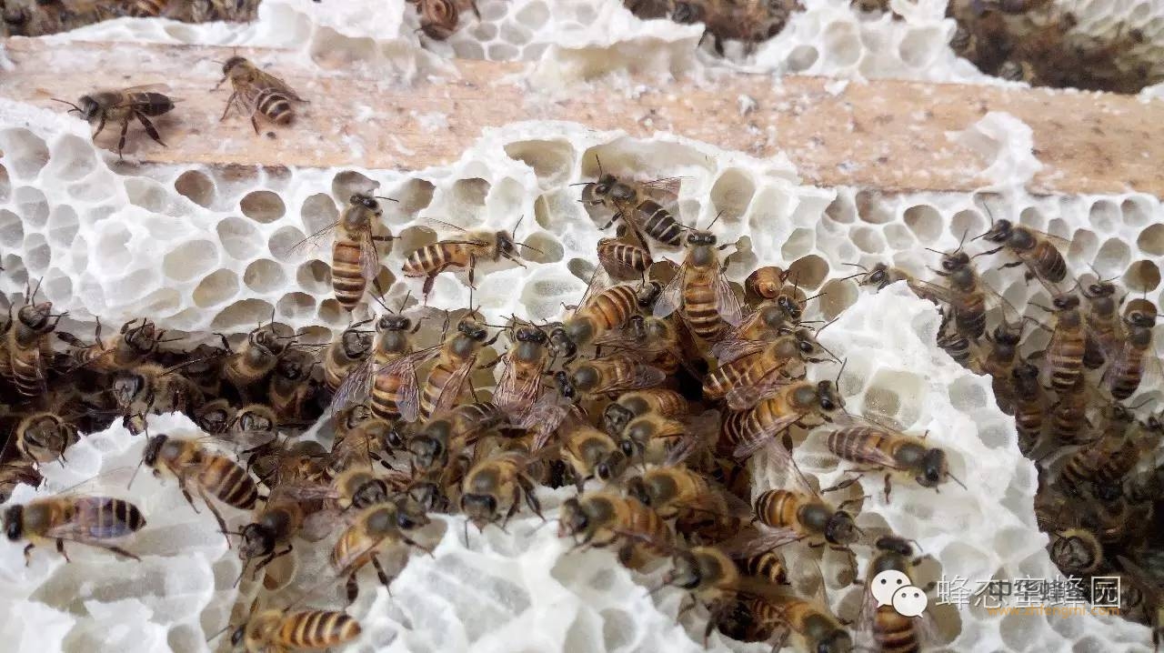 真正的天然蜂蜜形态有差异才正常