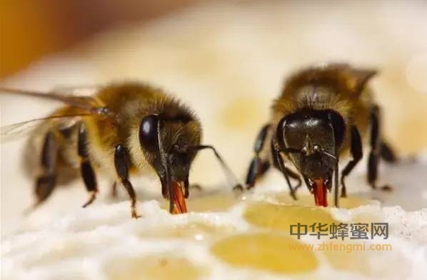 蜜蜂是如何辛苦采蜜的？记得收藏分享哦