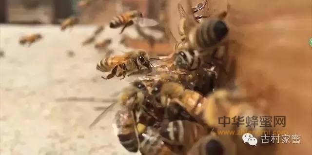 未成熟蜂蜜、浓缩蜂蜜、假蜂蜜，加工商花招太多，消费者如何炼制火眼金睛？