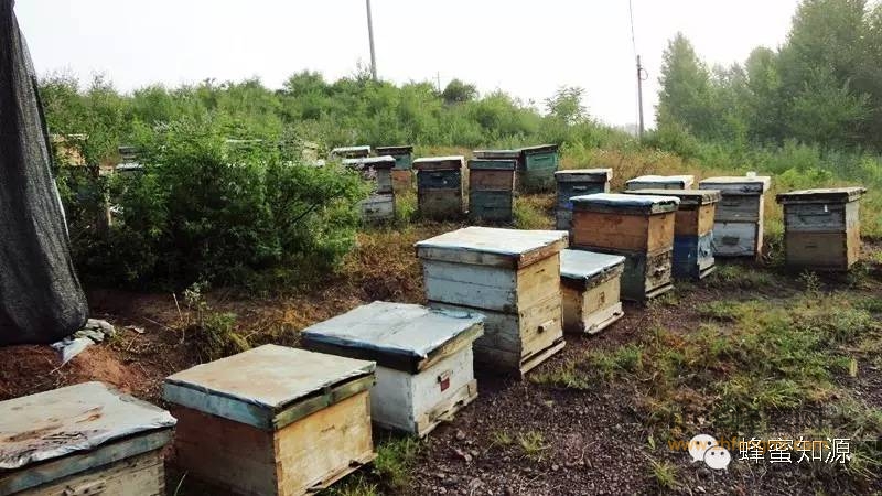 2016年春季蜂蜜上市倒计时30天