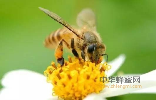 蜂胶的采集者——蜜蜂